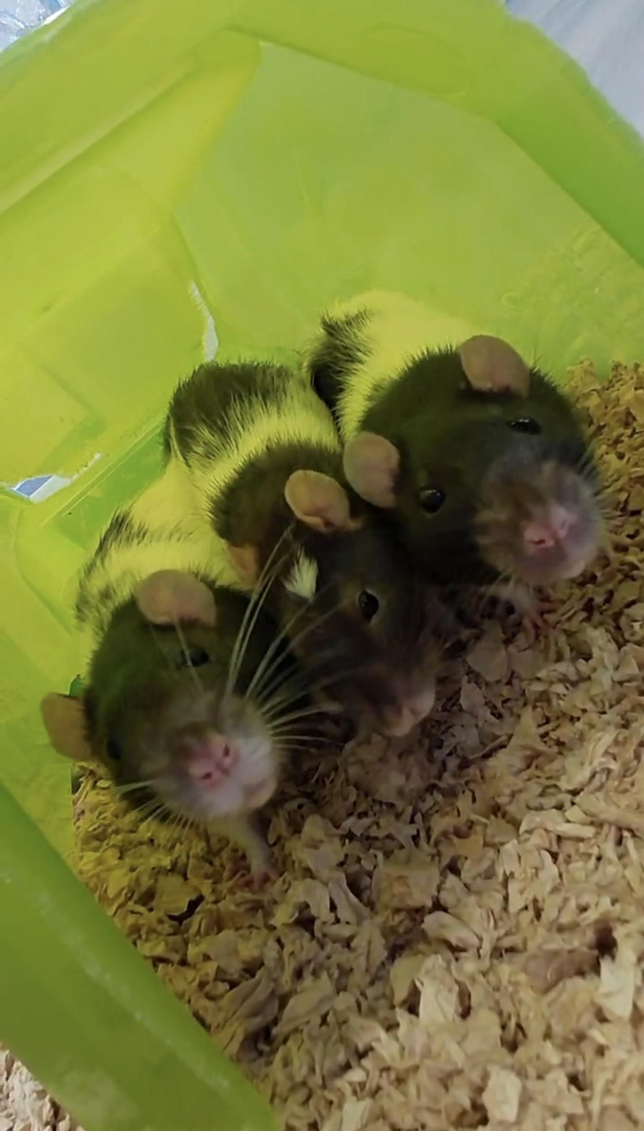 Fire Cracker, Cherry Bomb, Sparkler (Rat Trio), ADOPTABLE, Adult Male Rat.