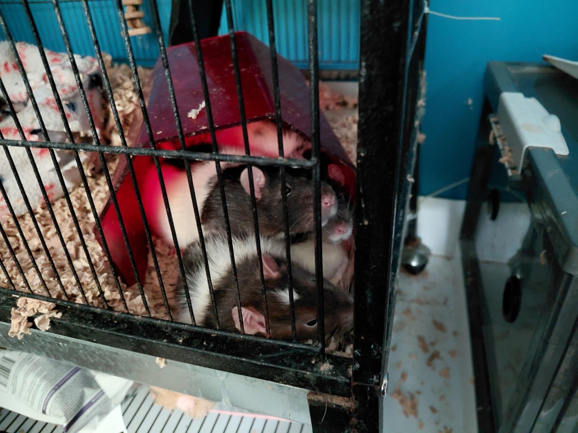 Fire Cracker, Cherry Bomb, Sparkler (Rat Trio), a ADOPTABLE Rat in FRANKTON, IN image 6/6