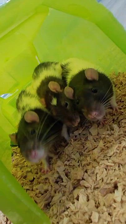 Enlarge Fire Cracker, Cherry Bomb, Sparkler (Rat Trio), a ADOPTABLE Rat in FRANKTON, IN video 2/6
