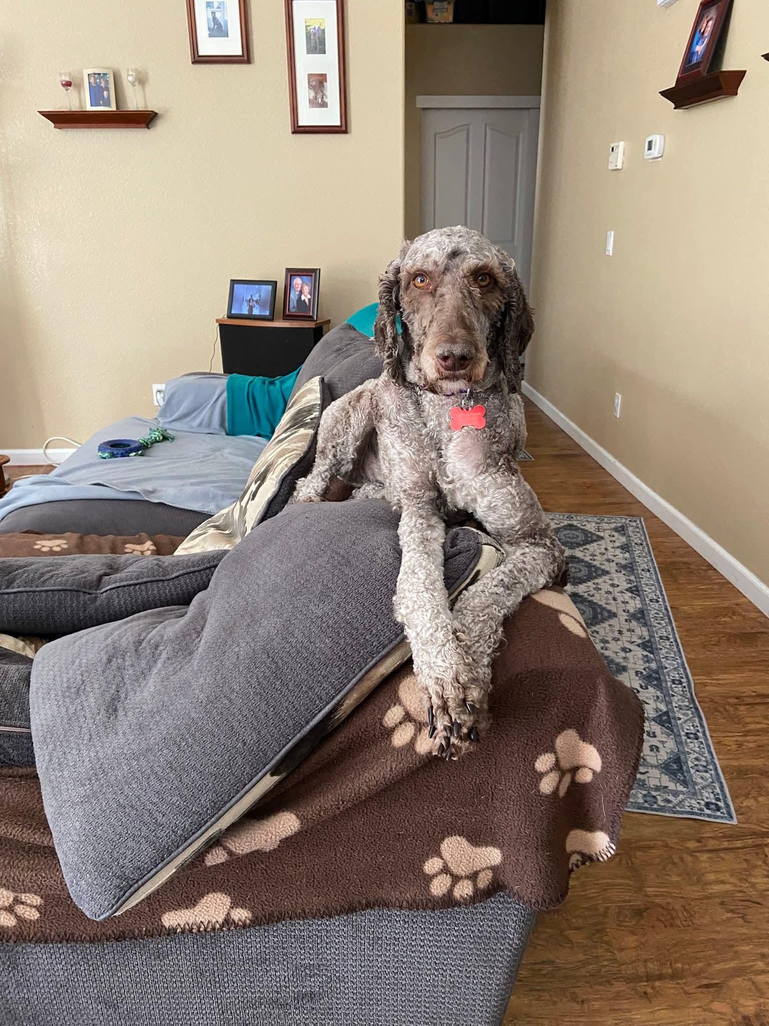 Enlarge 26Mt. Fuji, a ADOPTABLE Labradoodle in Shingle Springs, CA image 1/6