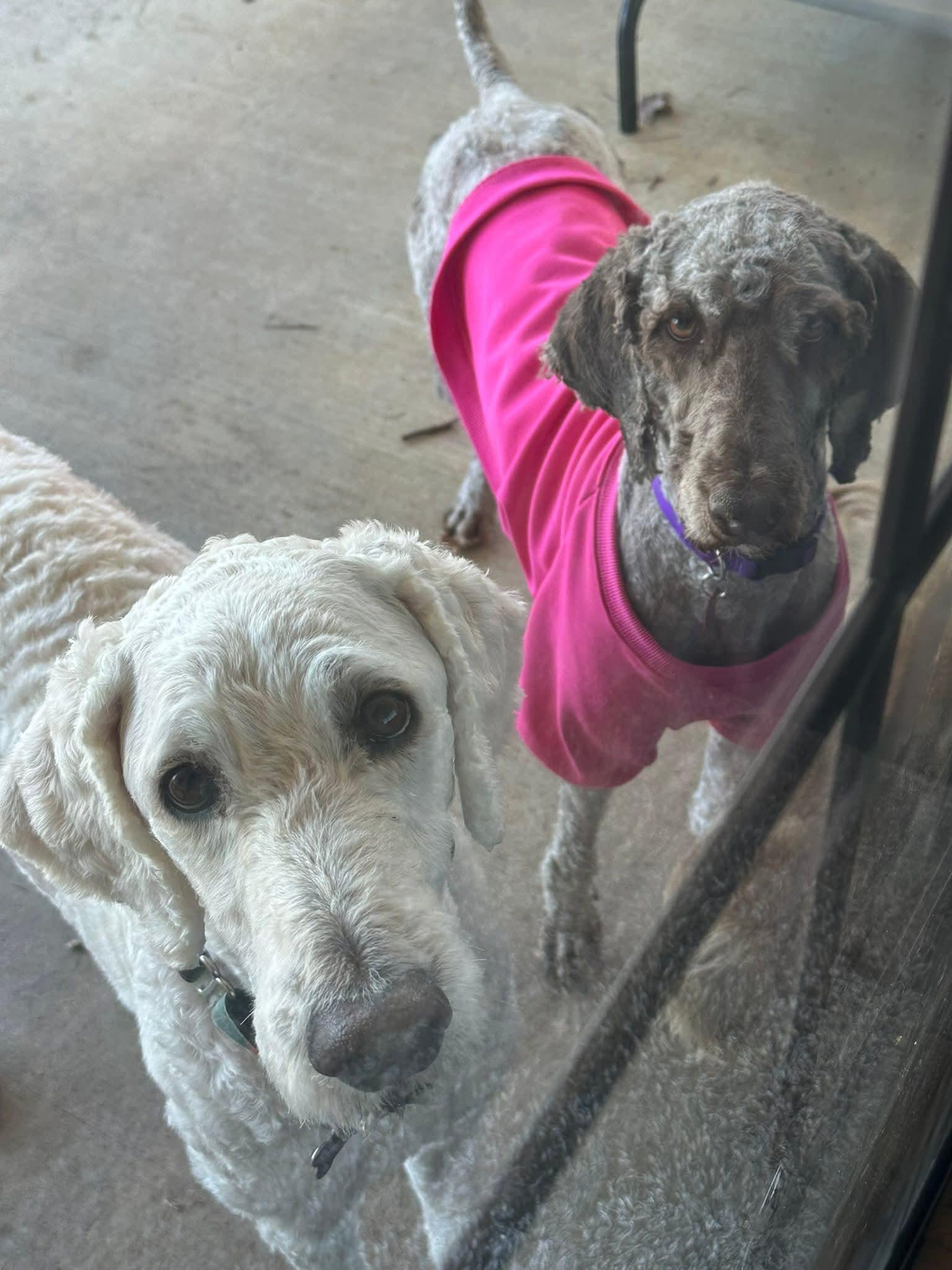 Enlarge 26Mt. Fuji, a ADOPTABLE Labradoodle in Shingle Springs, CA image 4/6