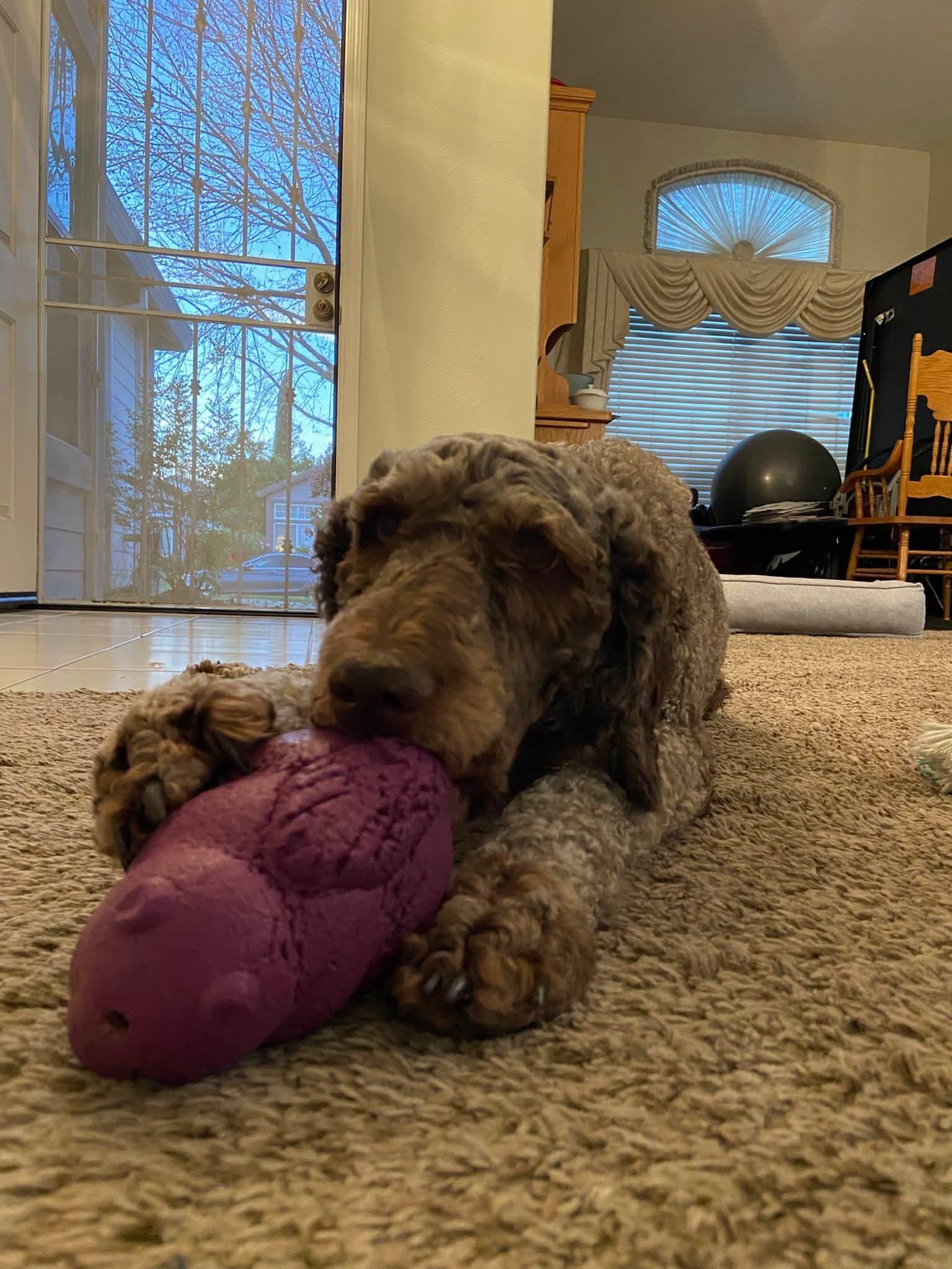 Enlarge 26Mt. Fuji, a ADOPTABLE Labradoodle in Shingle Springs, CA image 5/6