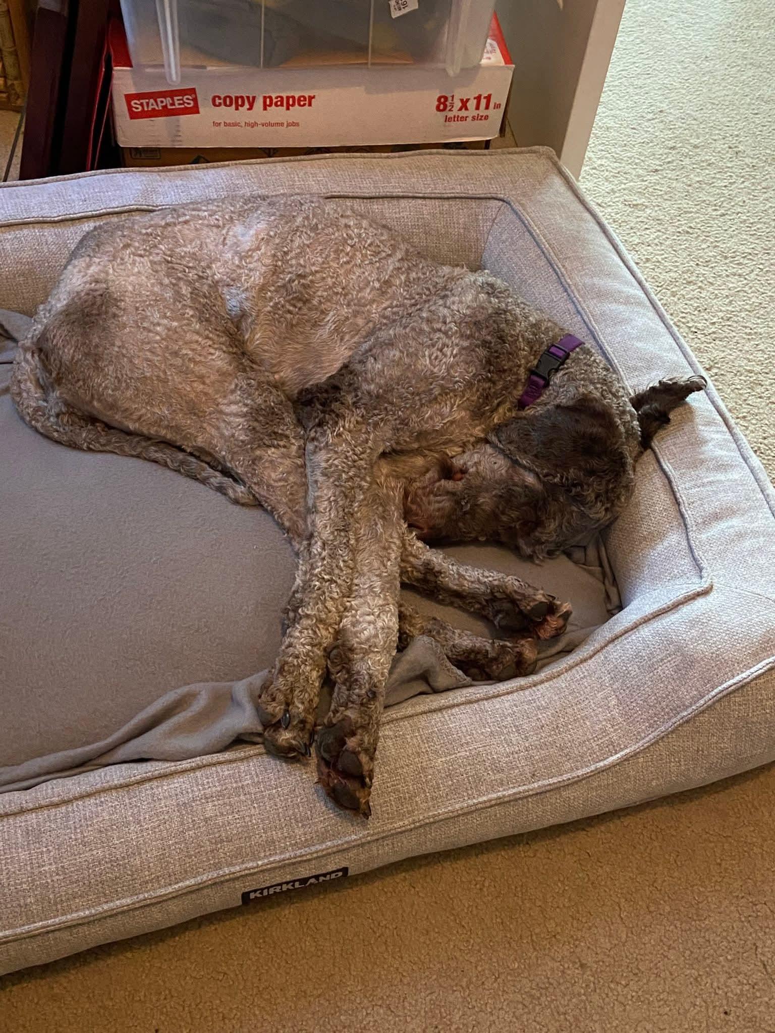 Enlarge 26Mt. Fuji, a ADOPTABLE Labradoodle in Shingle Springs, CA image 3/6