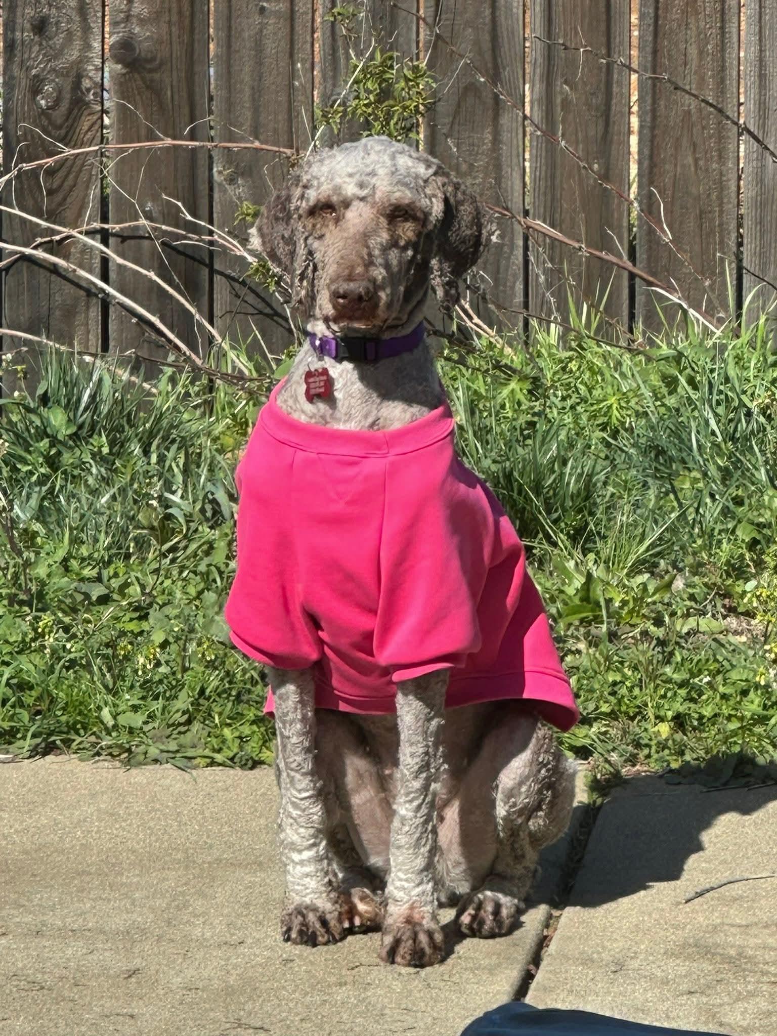 Enlarge 26Mt. Fuji, a ADOPTABLE Labradoodle in Shingle Springs, CA image 2/6