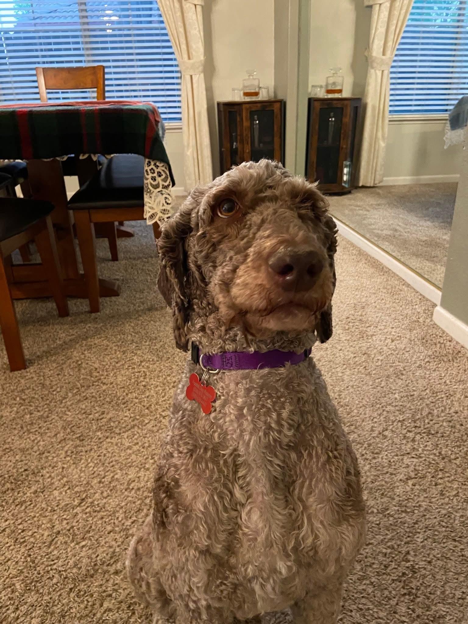 Enlarge 26Mt. Fuji, a ADOPTABLE Labradoodle in Shingle Springs, CA image 6/6
