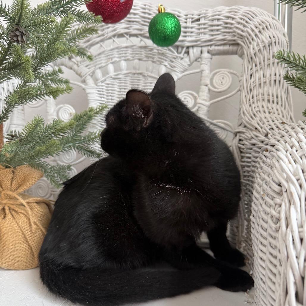 McIvy 55426, Adoptable, Kitten Female Domestic Short Hair.