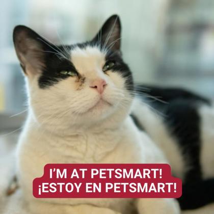 Smooth Operator — thumbnail 2