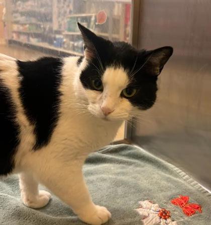 Smooth Operator — thumbnail 3