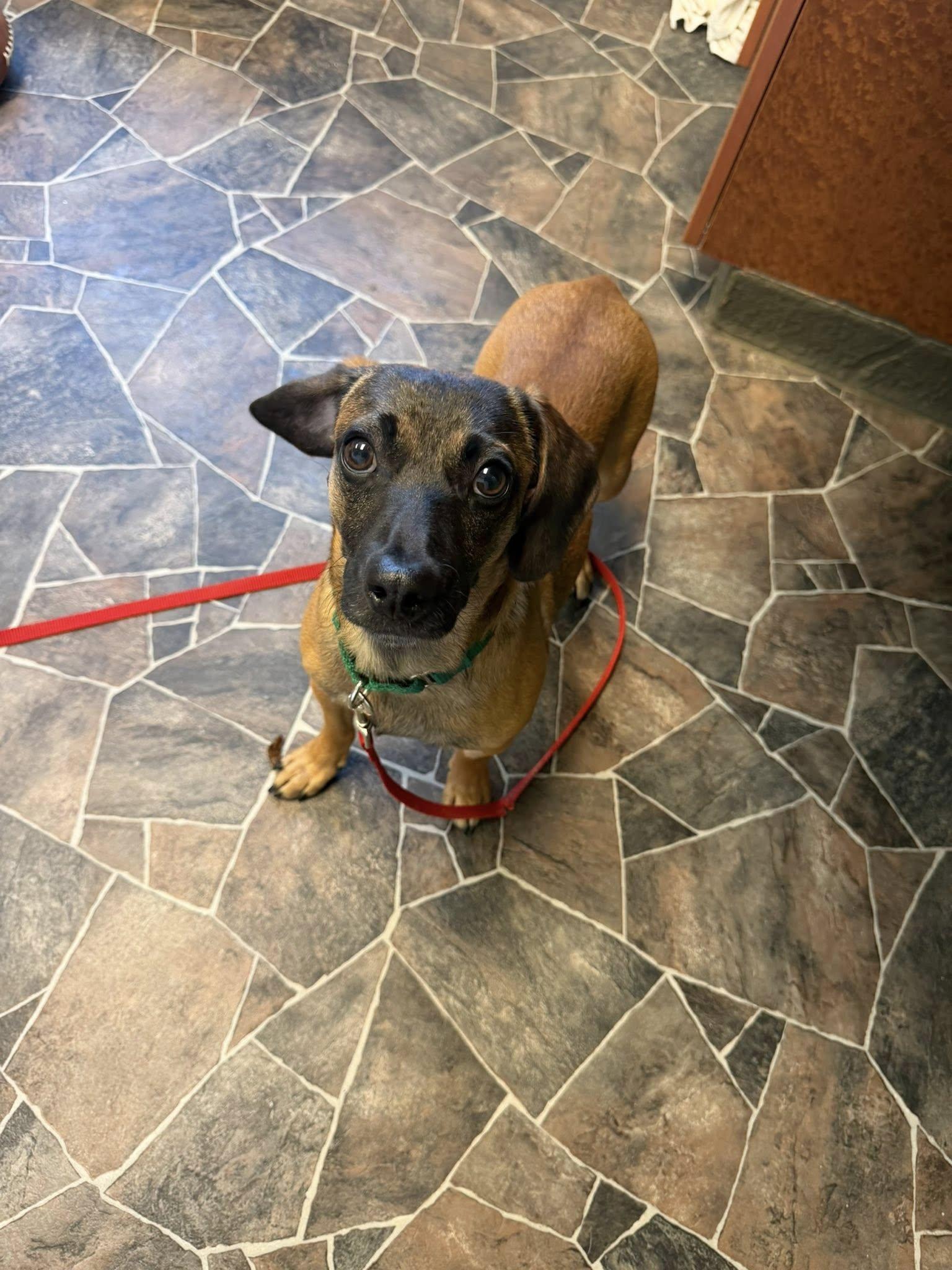 Limestone, adopted, Young Male Terrier.