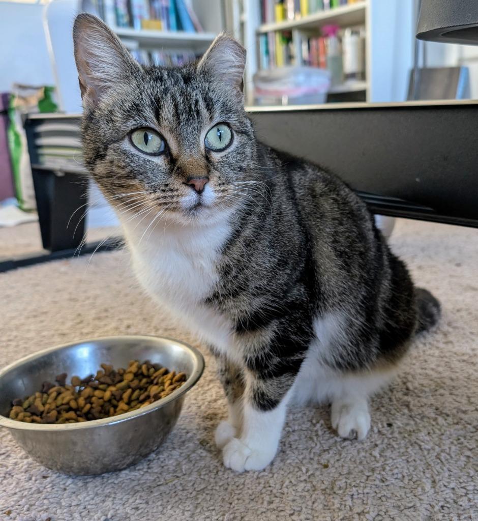 Ariel, Adoptable, Young Female Domestic Short Hair.