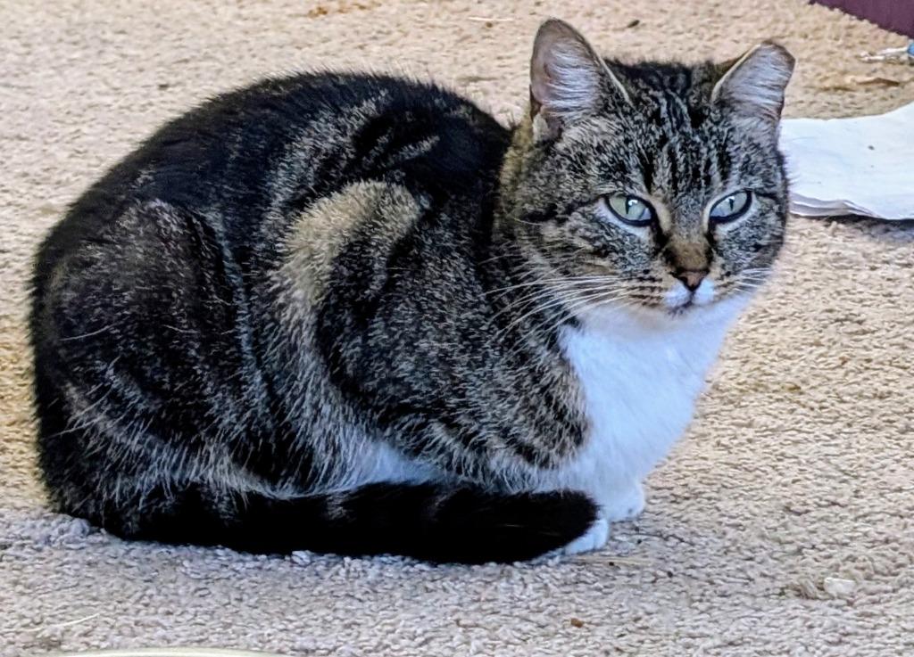 Enlarge Ariel, a Adoptable mixed breed in Evans, GA image 2/4