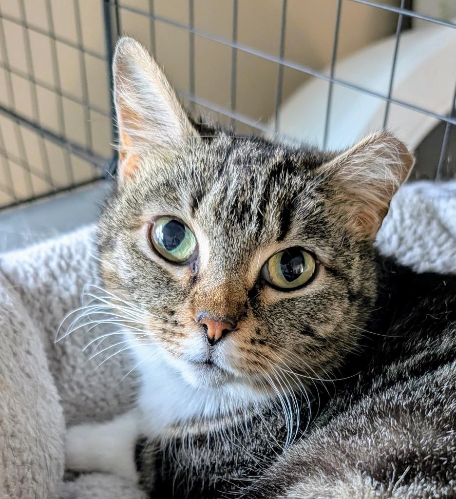 Enlarge Ariel, a Adoptable mixed breed in Evans, GA image 3/4