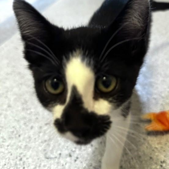 Enlarge Val - Sweet Little Cutie, an adopted Tuxedo in Hoquiam, WA image 2/6