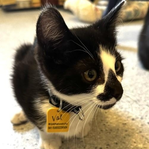 Enlarge Val - Sweet Little Cutie, an adopted Tuxedo in Hoquiam, WA image 3/6