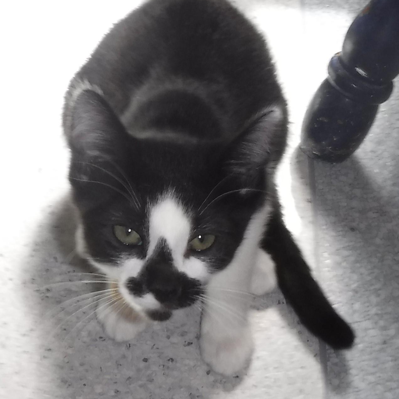 Enlarge Val - Sweet Little Cutie, an adopted Tuxedo in Hoquiam, WA image 6/6