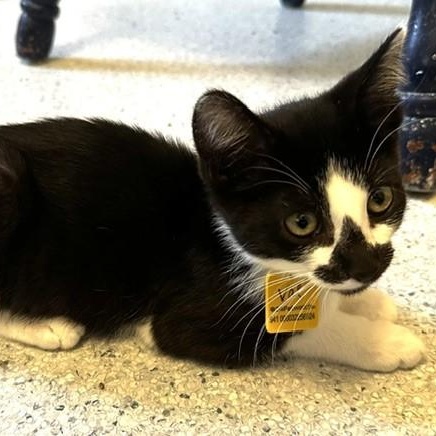 Enlarge Val - Sweet Little Cutie, an adopted Tuxedo in Hoquiam, WA image 1/6