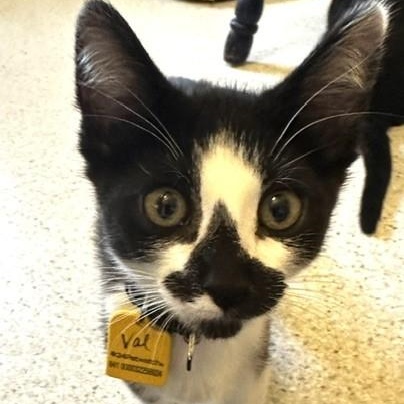 Enlarge Val - Sweet Little Cutie, an adopted Tuxedo in Hoquiam, WA image 5/6