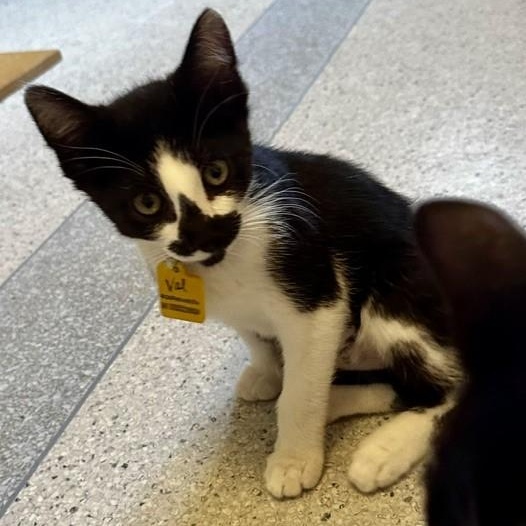 Enlarge Val - Sweet Little Cutie, an adopted Tuxedo in Hoquiam, WA image 4/6