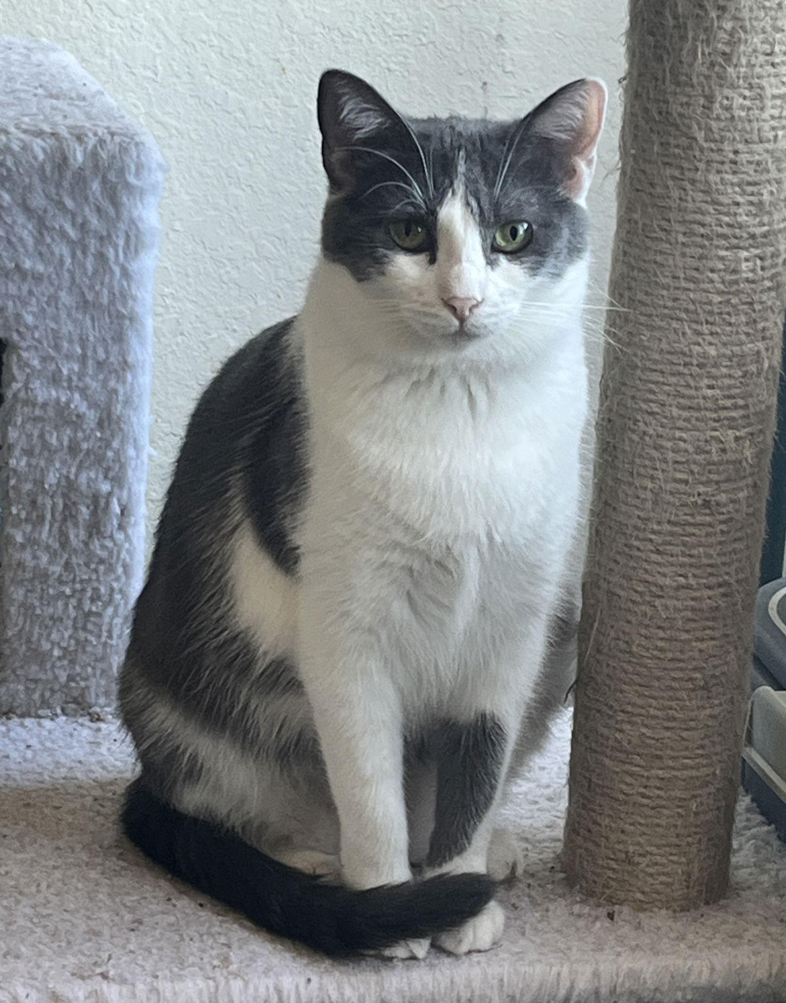 Gabi, Adoptable, Young Female Domestic Short Hair.