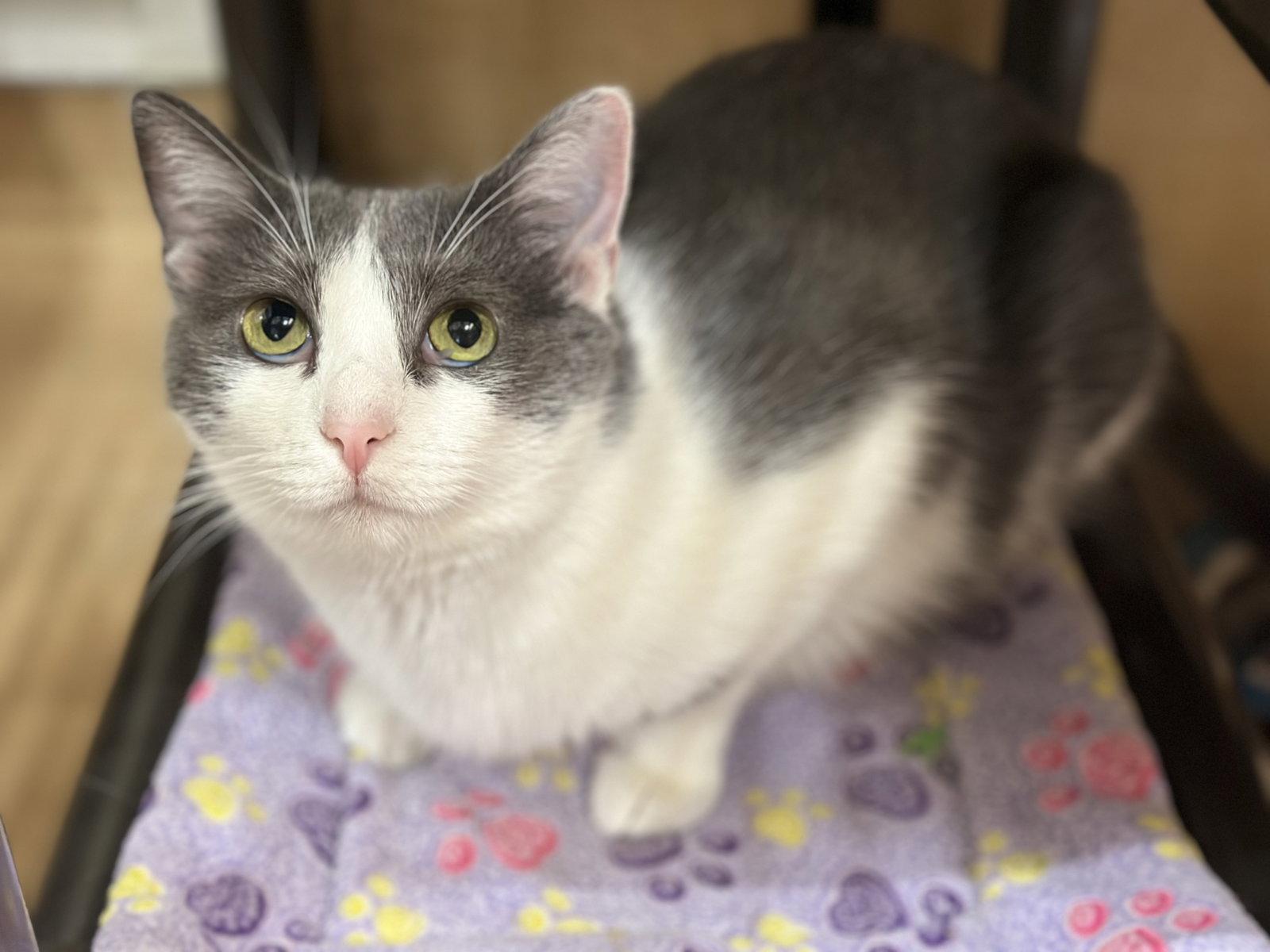 Enlarge Gabi, a Adoptable Domestic Short Hair in Mission Viejo, CA image 1/3