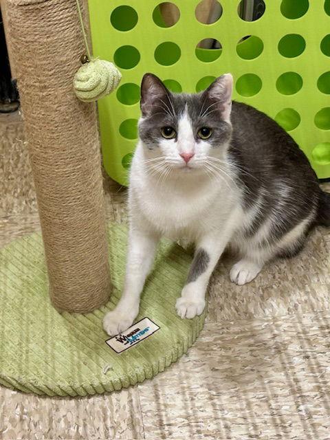 Gabi, Adoptable, Young Female Domestic Short Hair.