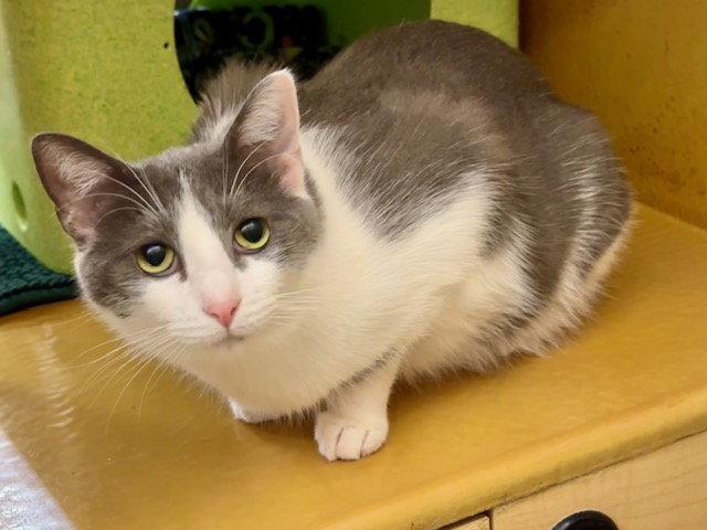 Enlarge Gabi, a Adoptable Domestic Short Hair in Mission Viejo, CA image 2/3