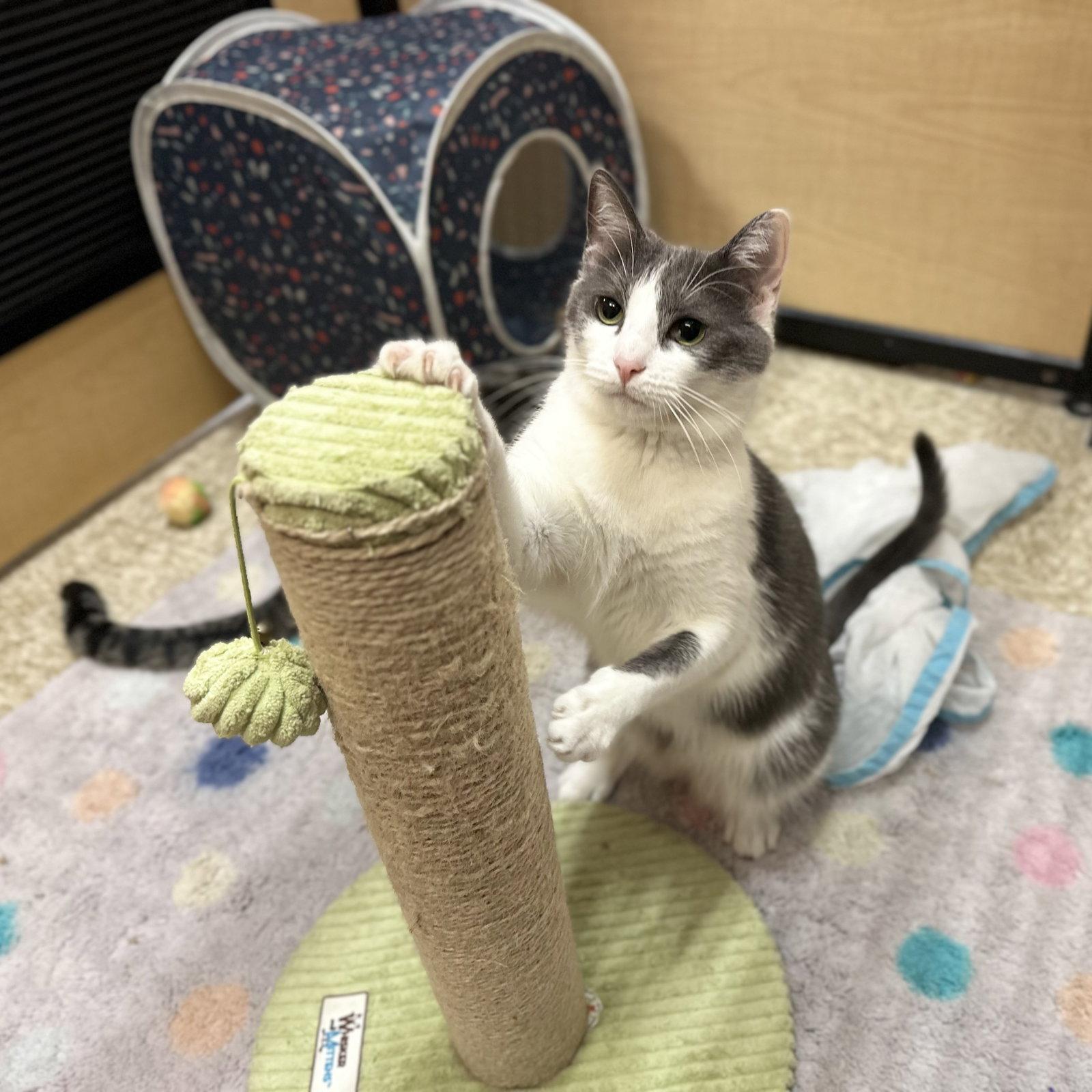 Enlarge Gabi, a Adoptable Domestic Short Hair in Mission Viejo, CA image 3/3