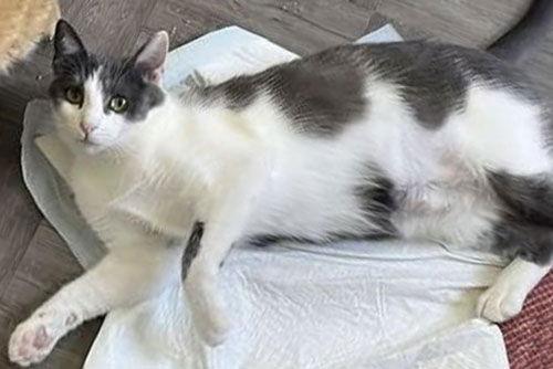 Enlarge Gabi, a Adoptable Domestic Short Hair in Mission Viejo, CA image 3/3