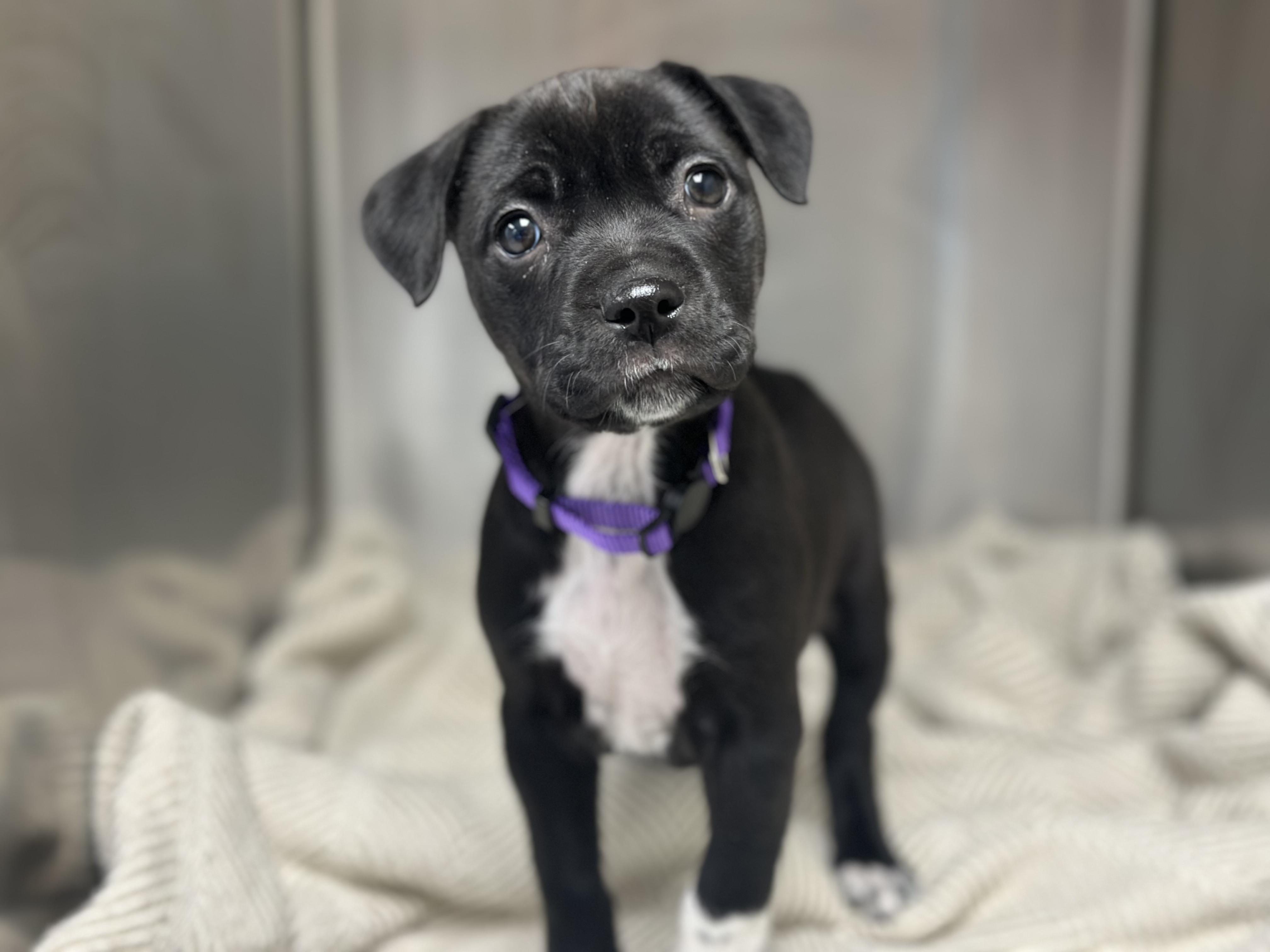 Cherish , ADOPTABLE, Puppy Female Mixed Breed.