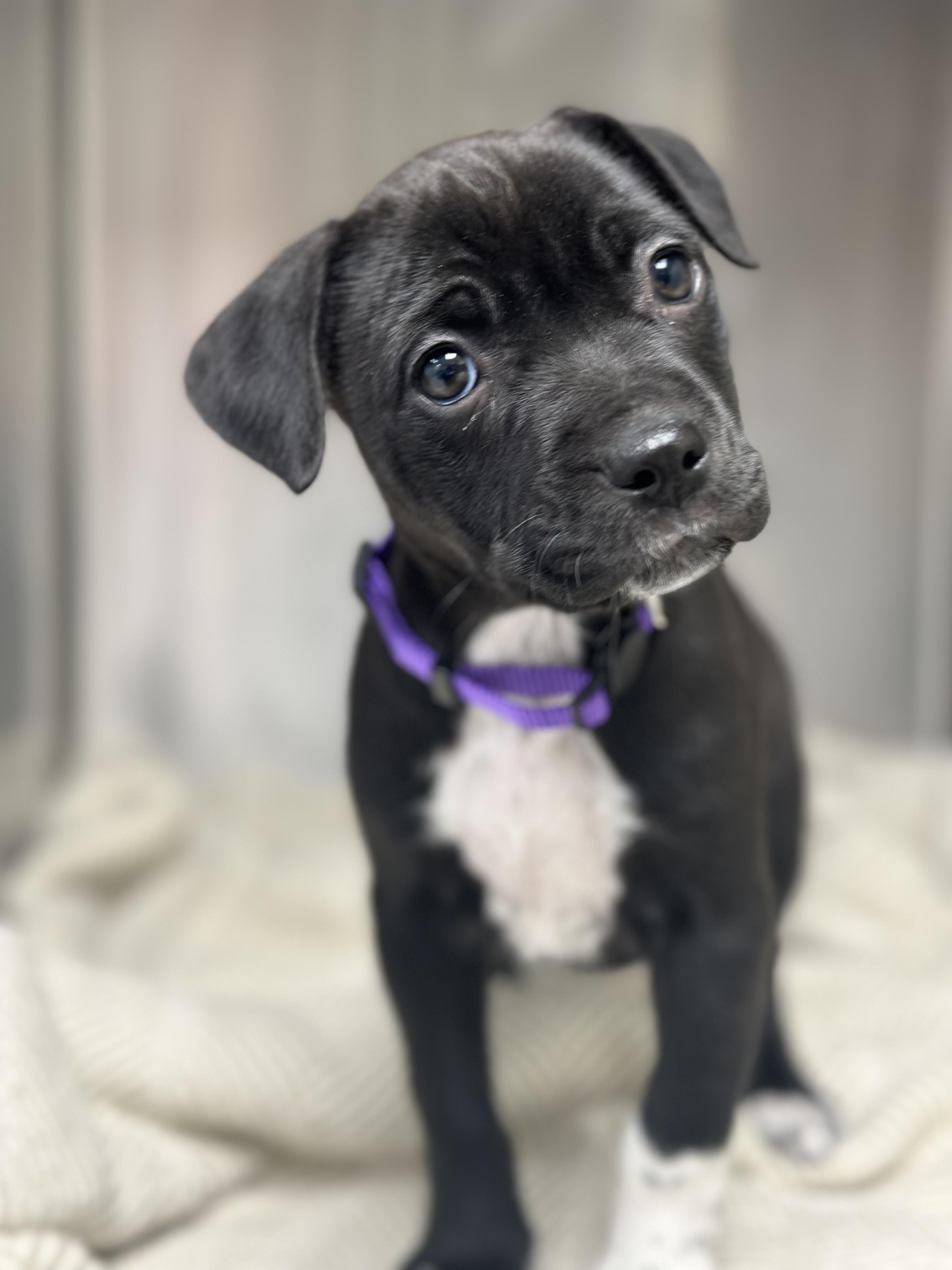 Enlarge Cherish , a ADOPTABLE Mixed Breed in KANSAS CITY, KS image 2/3