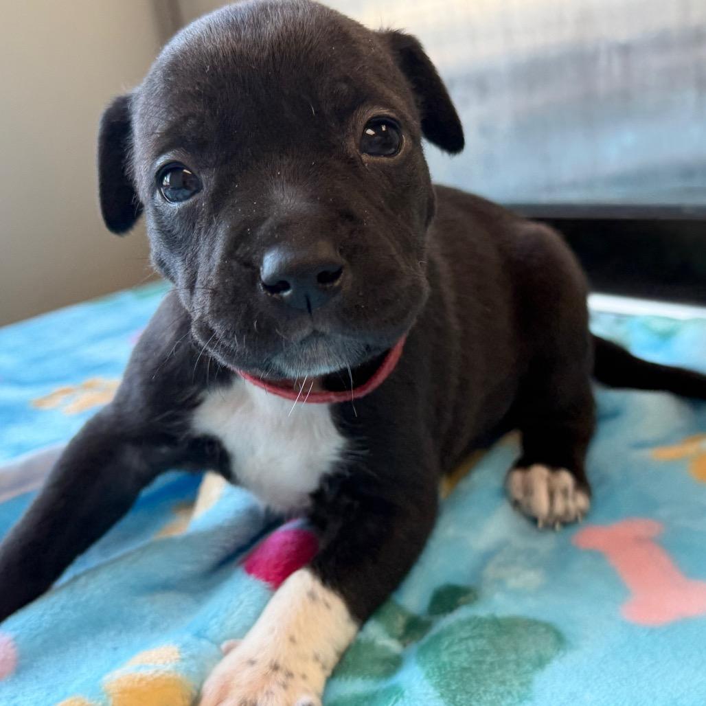 Enlarge Cherish , a ADOPTABLE Mixed Breed in KANSAS CITY, KS image 3/3