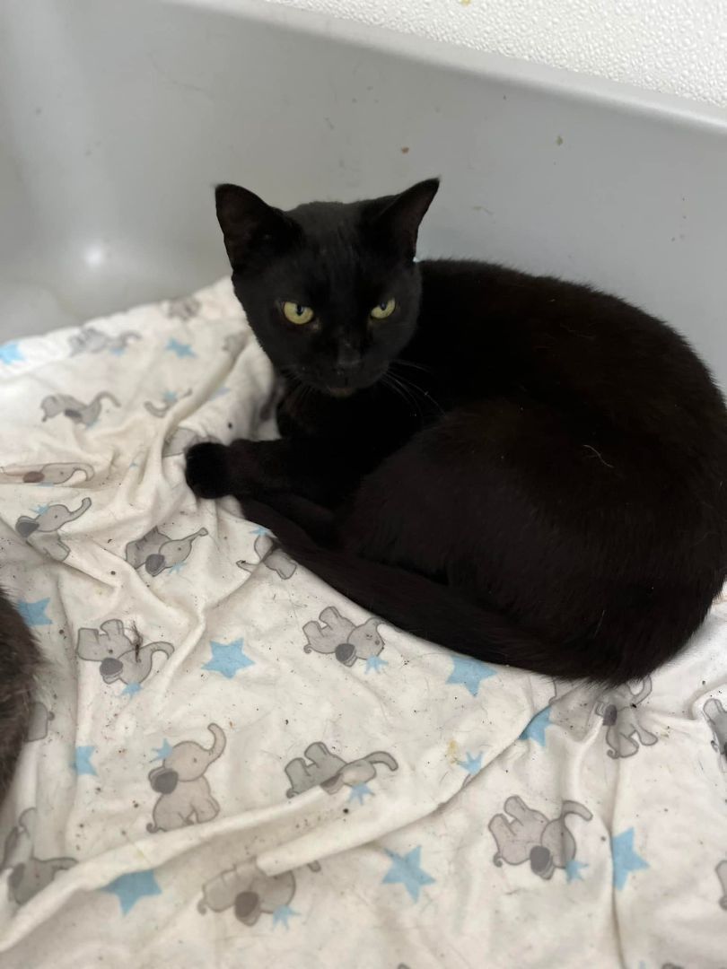 Onyx, Adult Male Bombay
