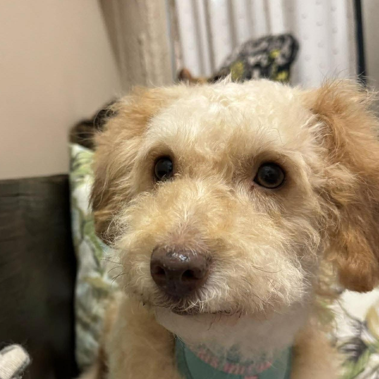 Enlarge Dallas, an adopted mixed breed in Encinitas, CA image 2/5