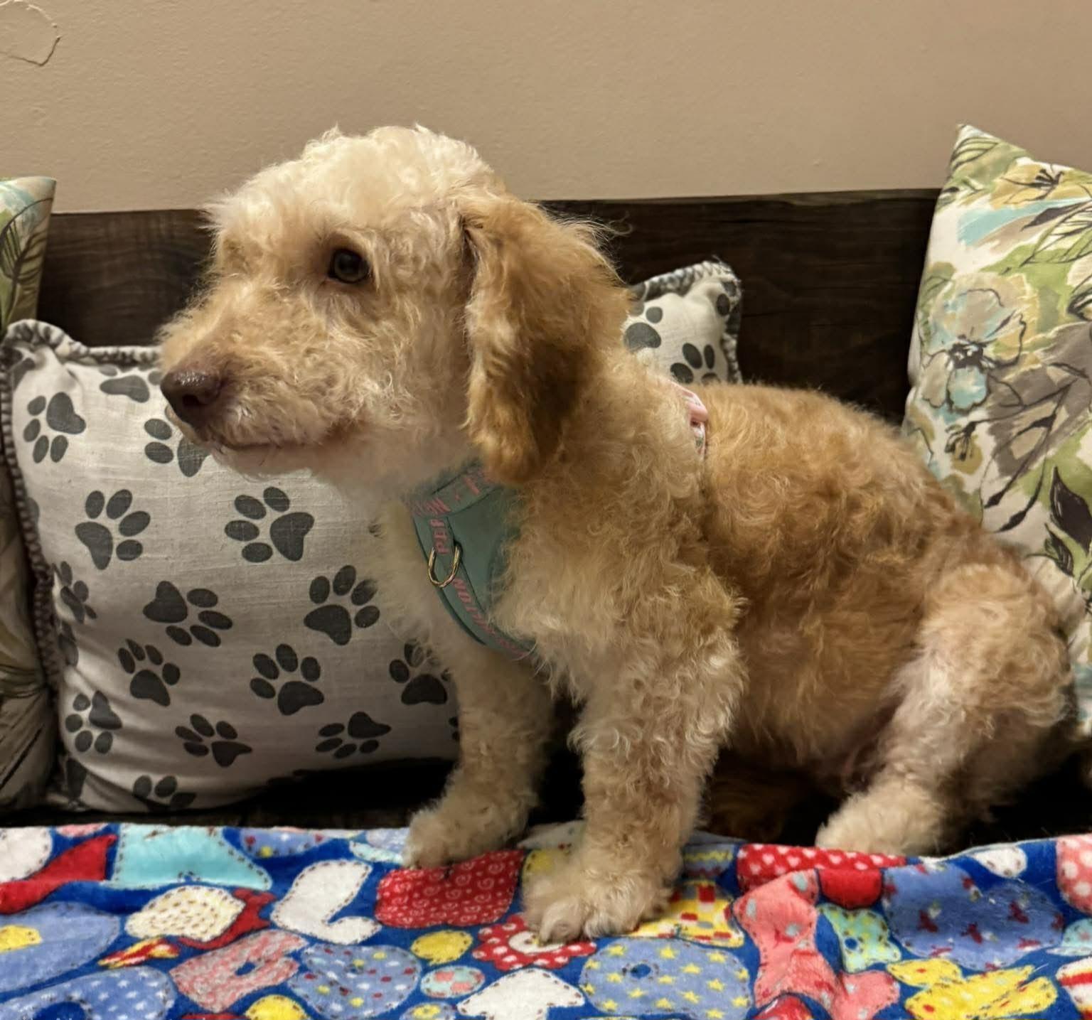 Enlarge Dallas, an adopted mixed breed in Encinitas, CA image 4/5