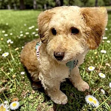 Dallas, adopted, Young Female Poodle & Mixed Breed.