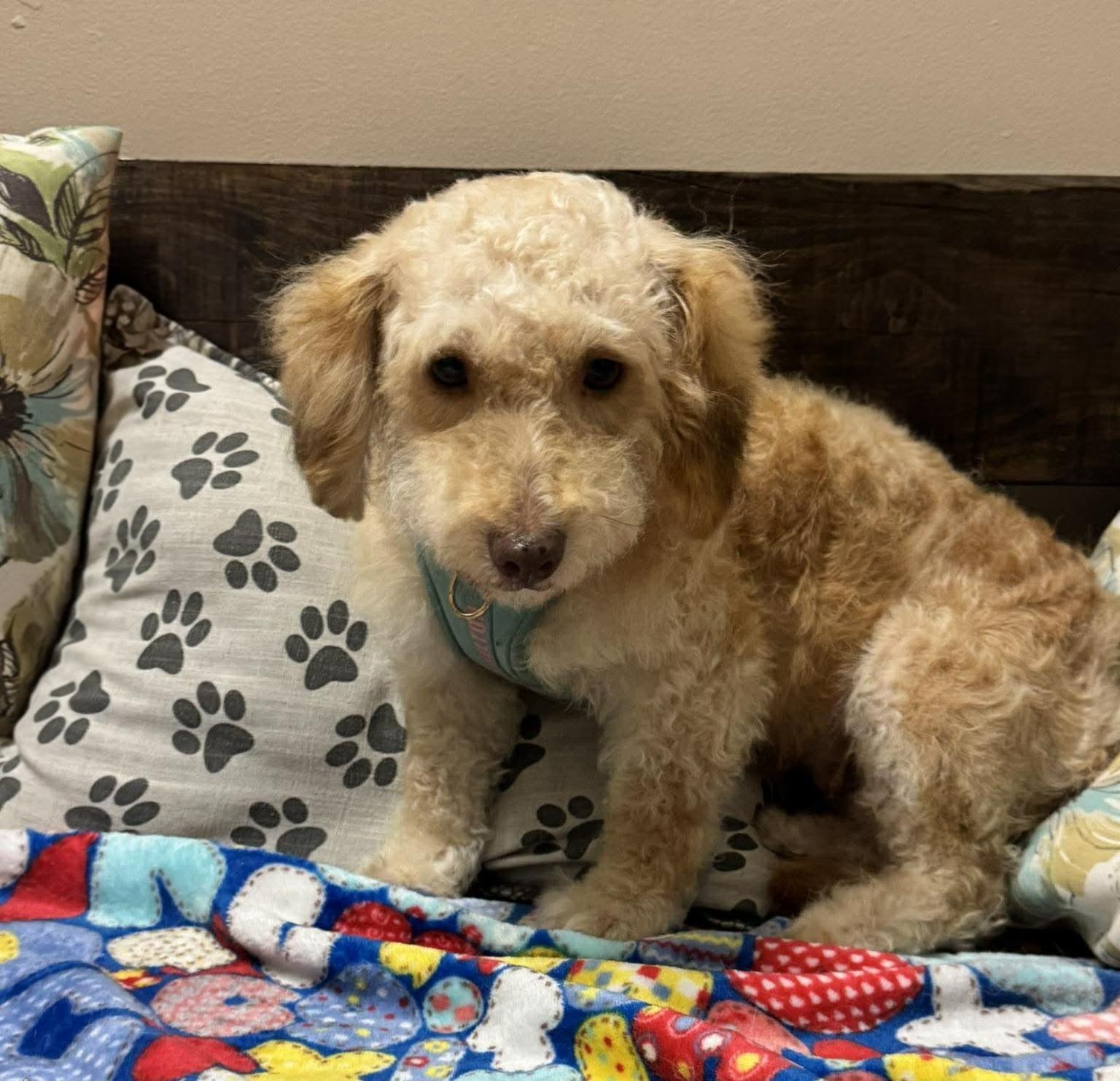 Enlarge Dallas, an adopted mixed breed in Encinitas, CA image 3/5