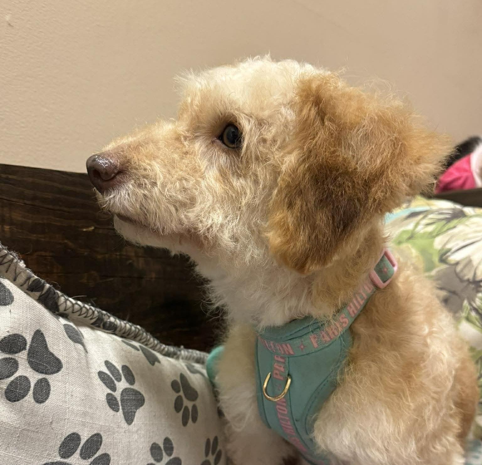Enlarge Dallas, an adopted mixed breed in Encinitas, CA image 5/5