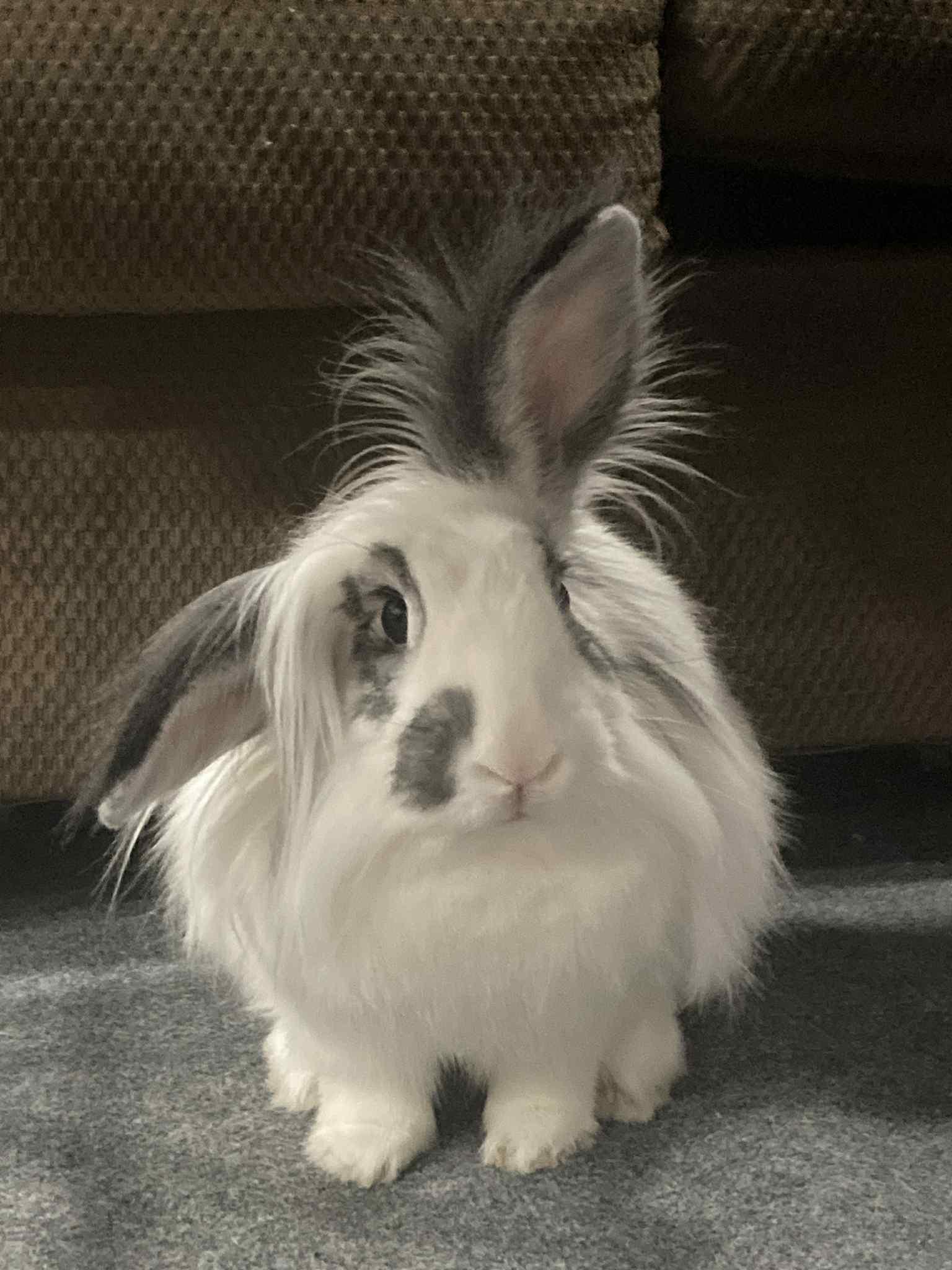 Diva
