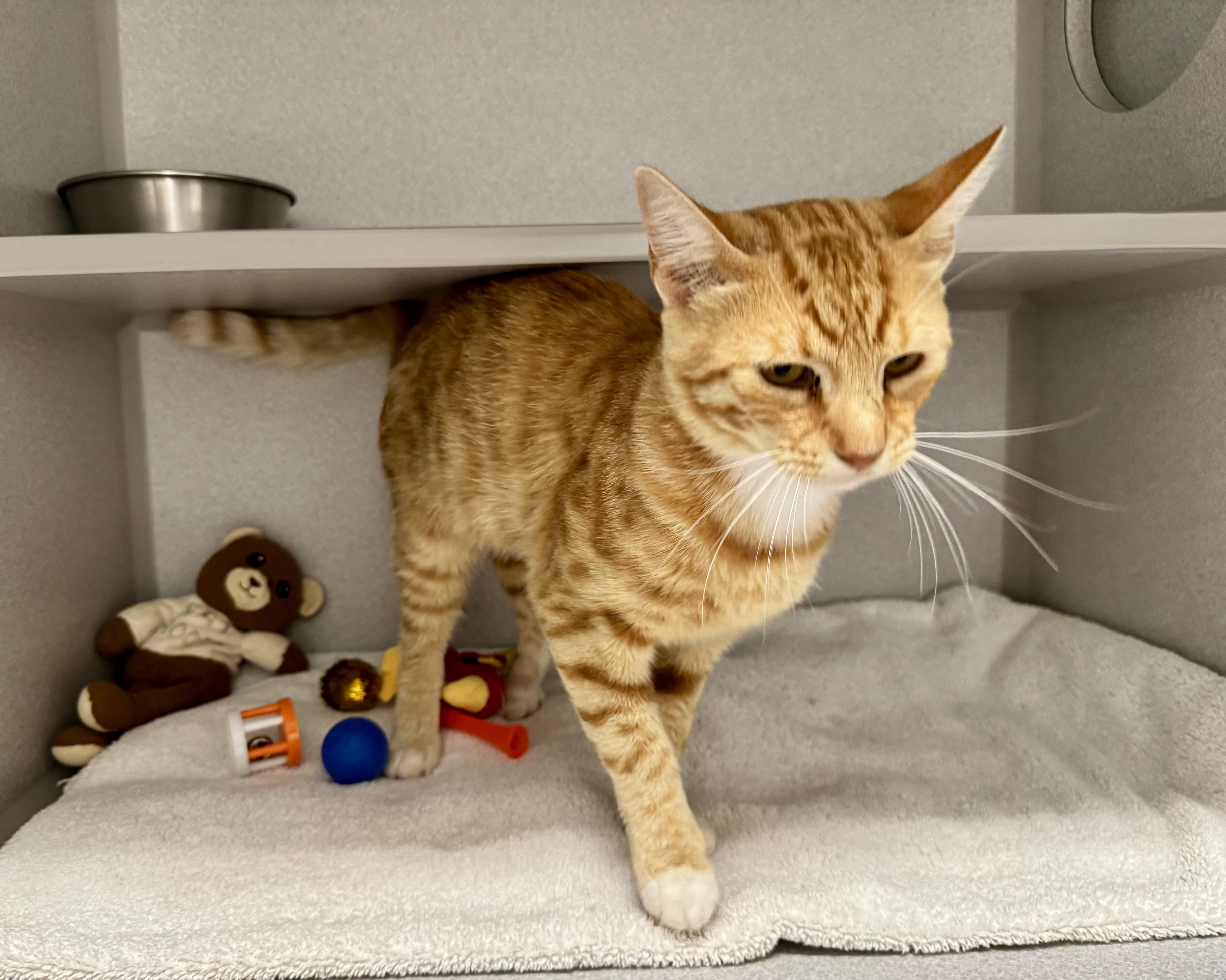 Enlarge -Kody, a ADOPTABLE mixed breed in Red Bluff, CA image 4/5