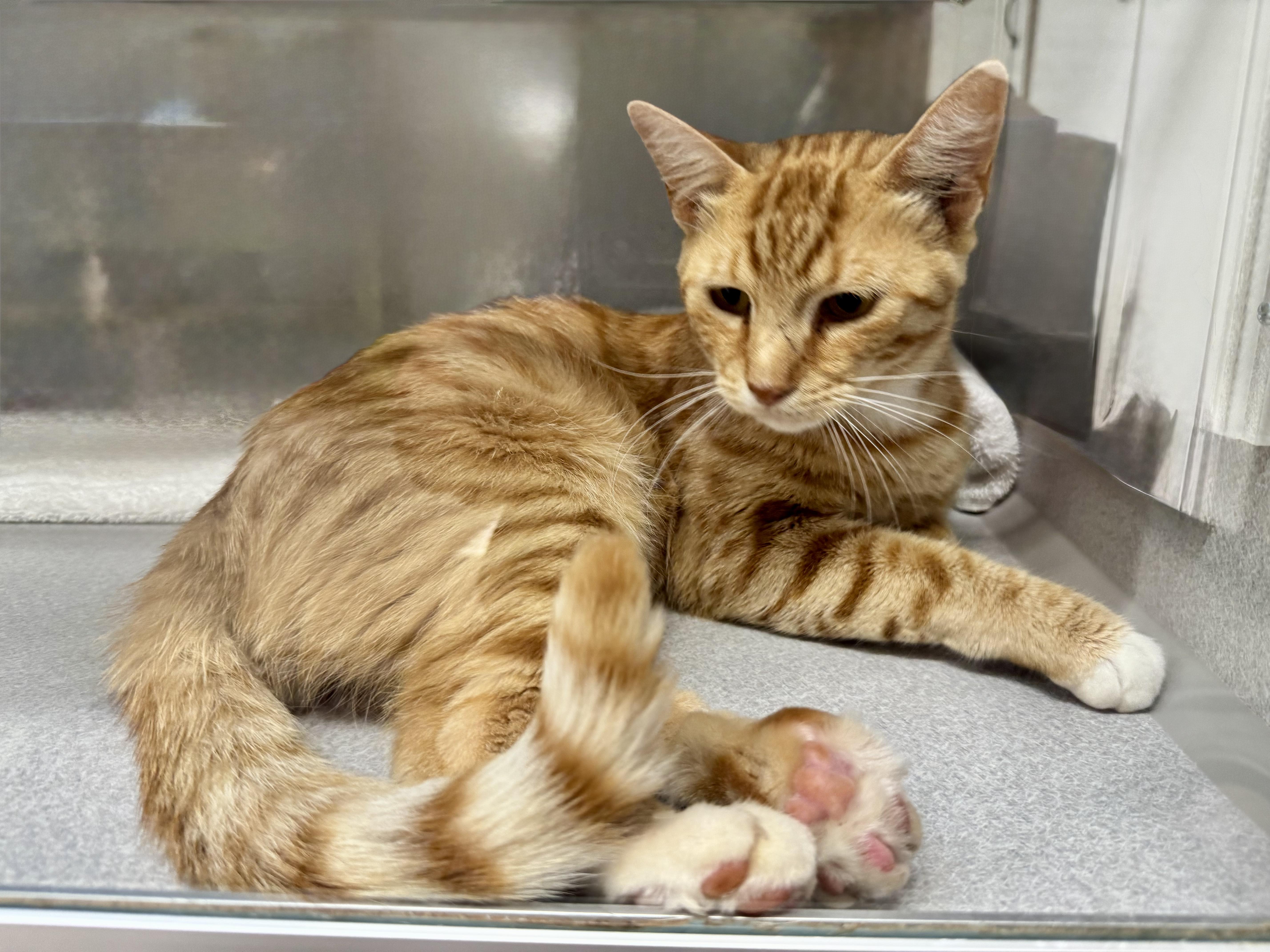 Enlarge -Kody, a ADOPTABLE mixed breed in Red Bluff, CA image 5/5