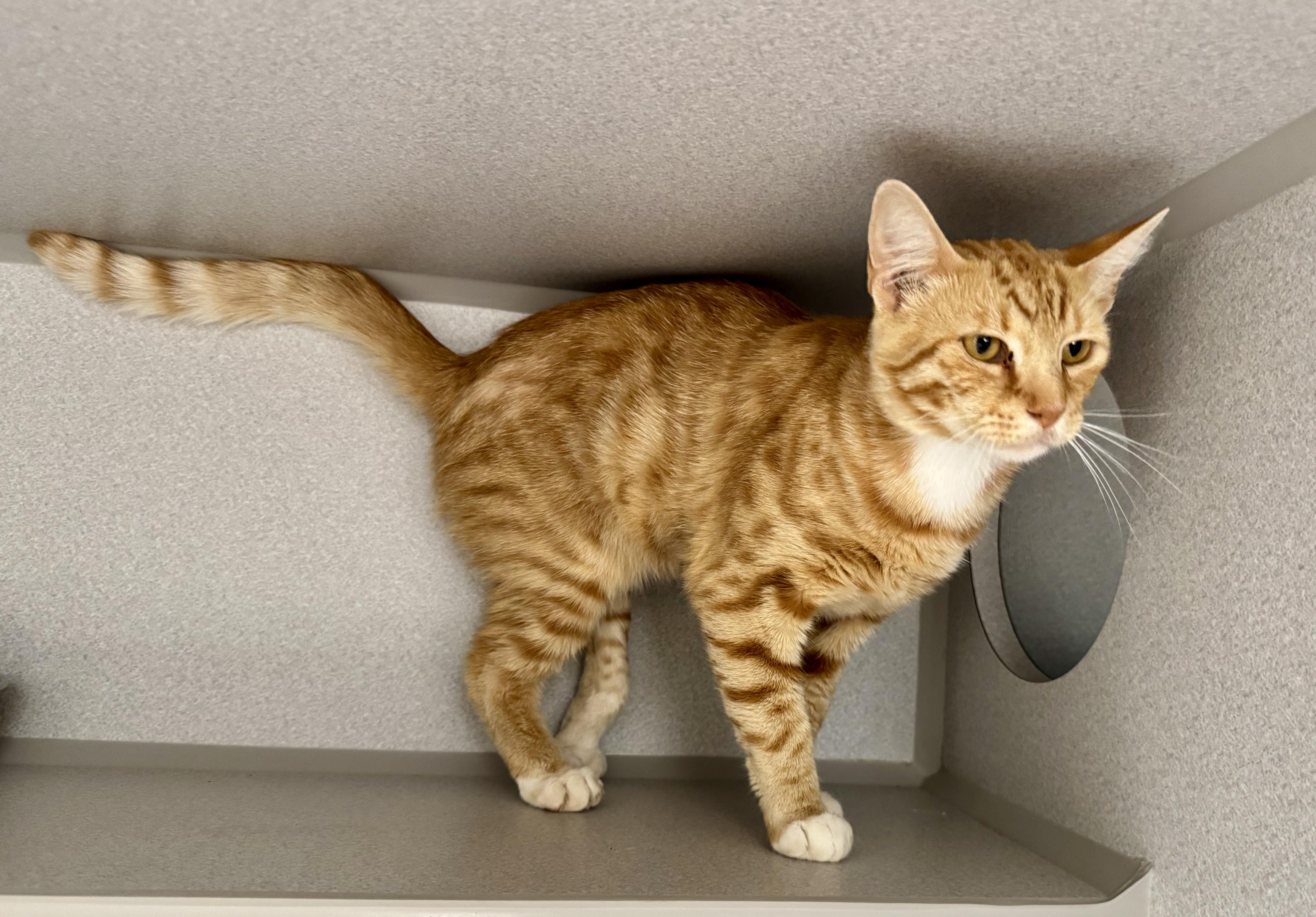Enlarge -Kody, a ADOPTABLE mixed breed in Red Bluff, CA image 2/5