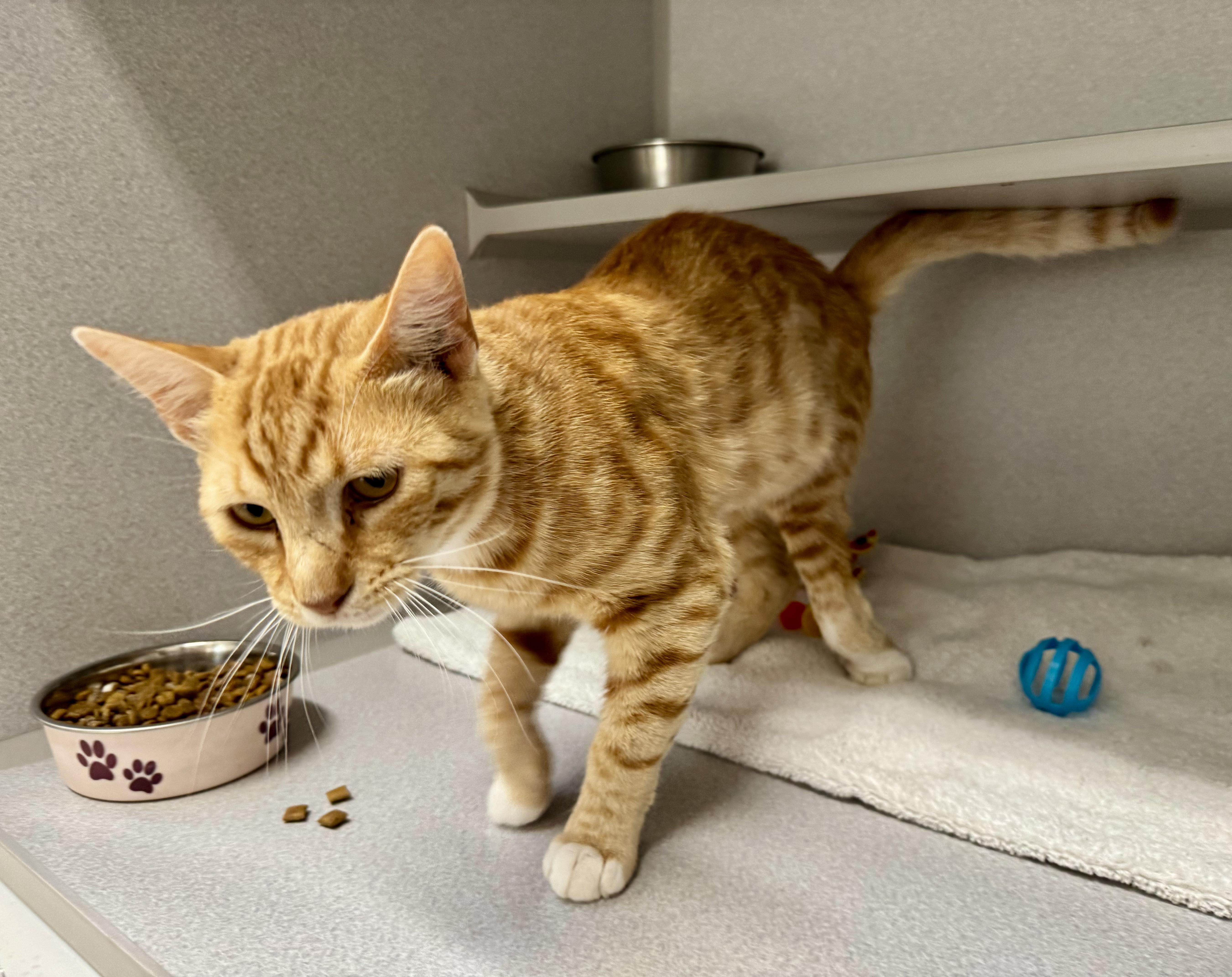 Enlarge -Kody, a ADOPTABLE mixed breed in Red Bluff, CA image 3/5