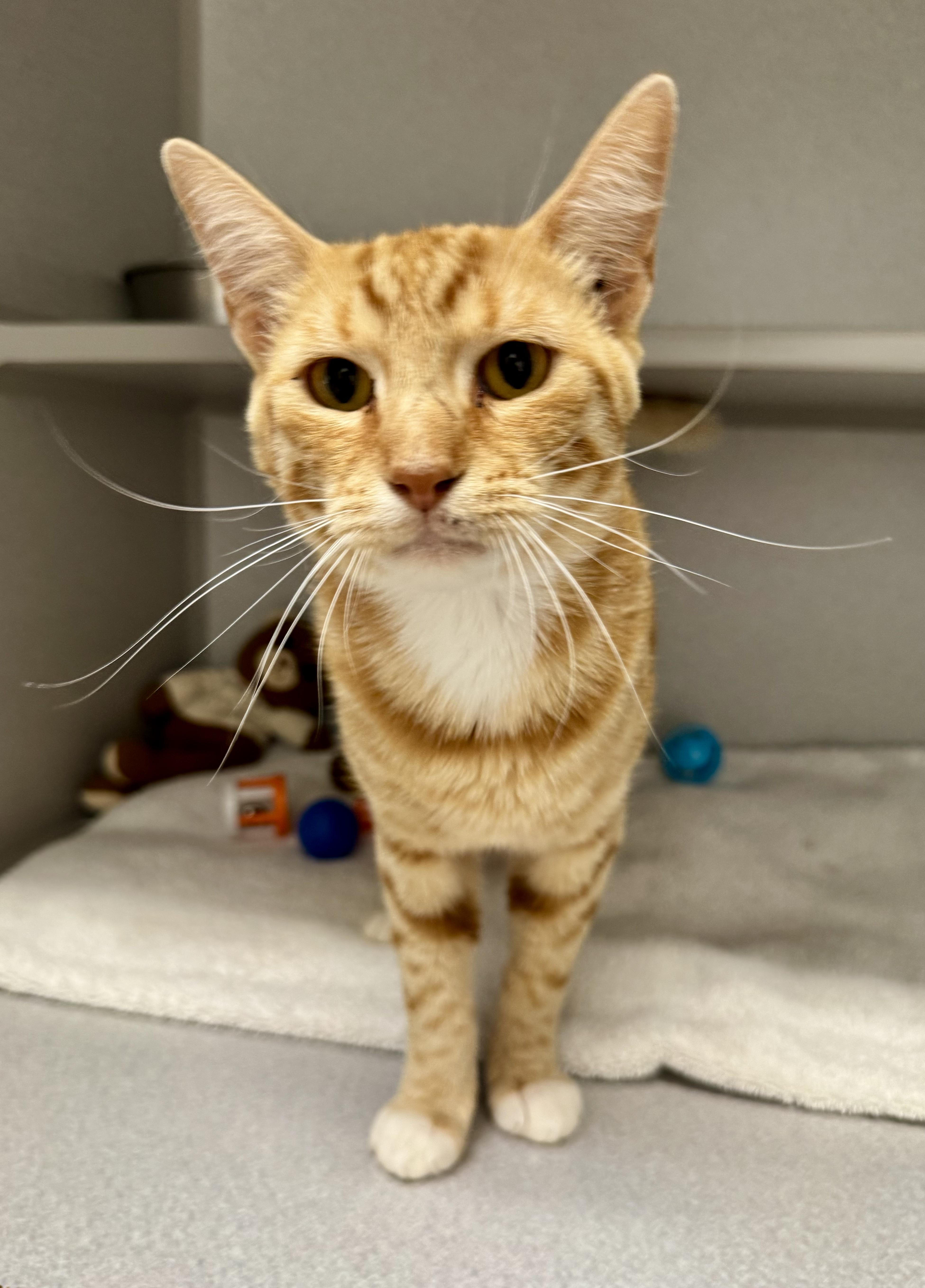 Enlarge -Kody, a ADOPTABLE mixed breed in Red Bluff, CA image 1/5