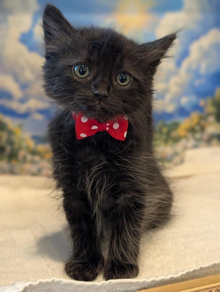 Mickey, Adoptable, Kitten Male Domestic Medium Hair.