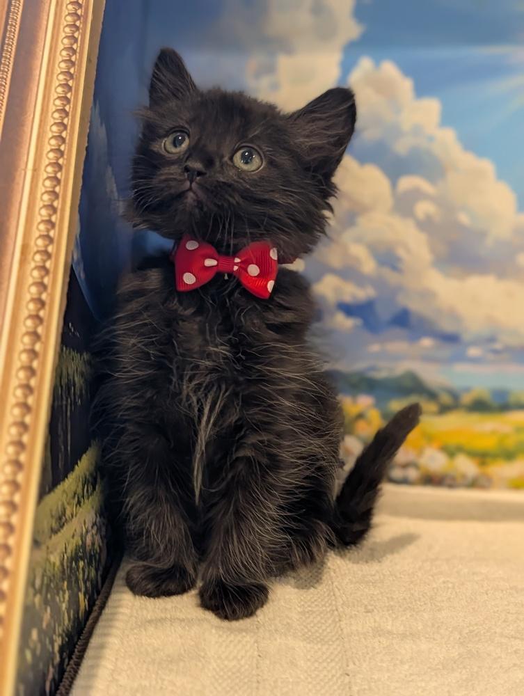 Enlarge Mickey, a Adoptable Domestic Medium Hair in Fremont, CA image 2/5