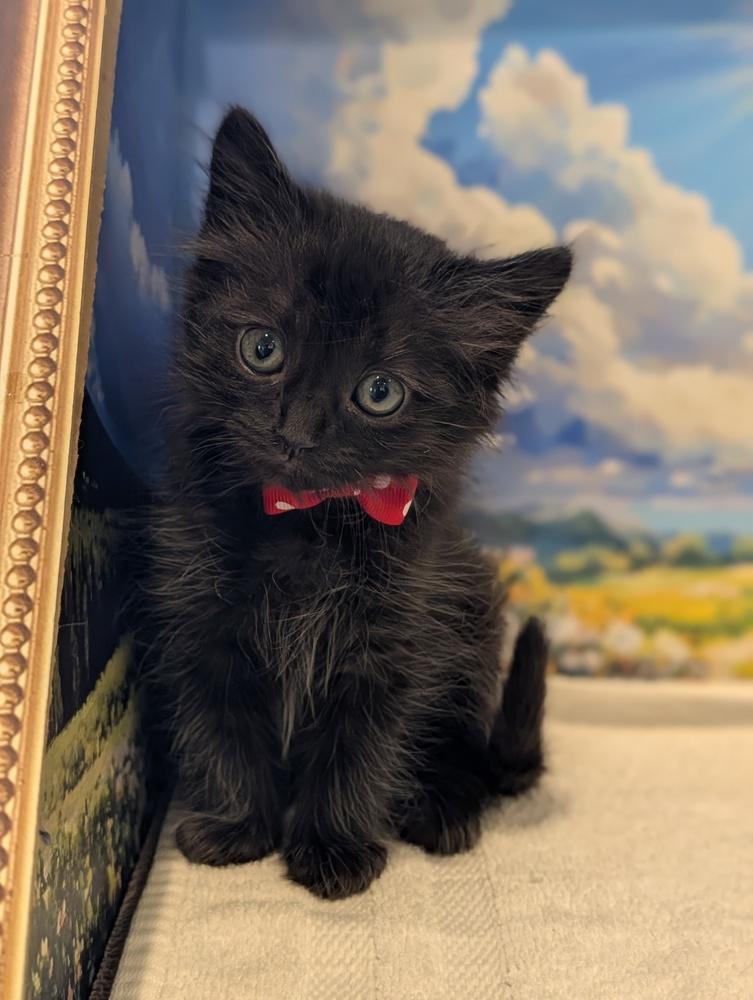 Enlarge Mickey, a Adoptable Domestic Medium Hair in Fremont, CA image 3/5