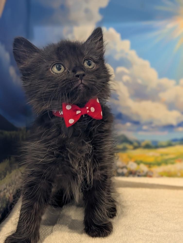 Enlarge Mickey, a Adoptable Domestic Medium Hair in Fremont, CA image 4/5