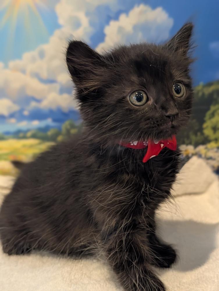Enlarge Mickey, a Adoptable Domestic Medium Hair in Fremont, CA image 5/5