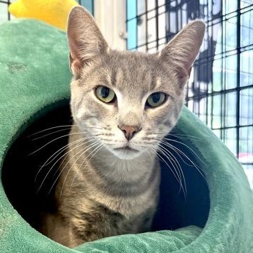 IVAN, ADOPTABLE, Young Male Domestic Short Hair.