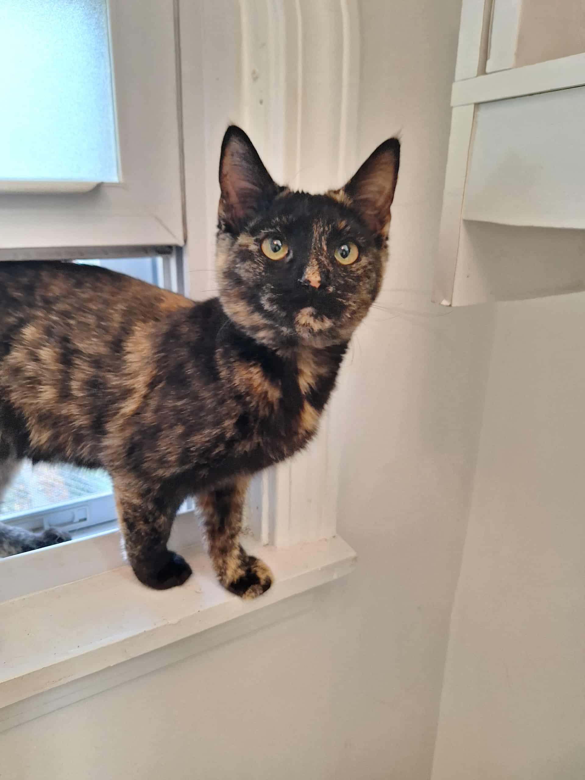 Enlarge Kit Kat, a Adopted Domestic Short Hair in Dansville, NY image 1/1